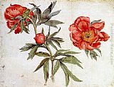 Martin Schongauer Famous Paintings - Study of Peonies